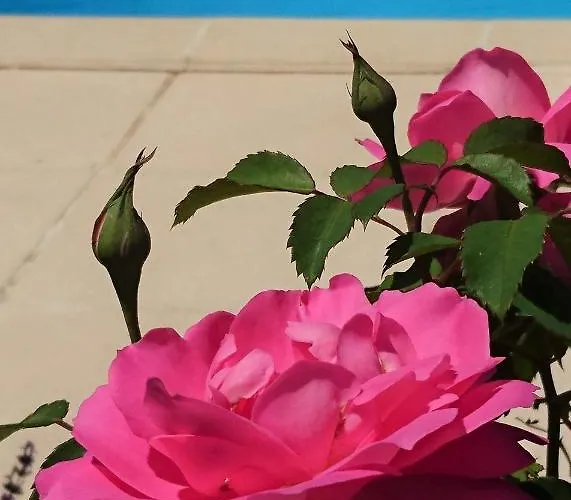 La Libellule And Le Papillon At Les Leroux, Near Frayssinet-le-Gélat